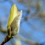 BENEFICIILE GEMOTERAPIEI
