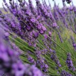 ANOTIMPURILE ȘI…LINIȘTEA NATURII