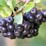 ARONIA