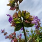 SALVIA   PRIETENA SĂNĂTĂŢII