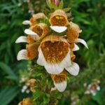 DIGITALIS  LANATA