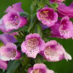 DIGITALIS   PURPUREA