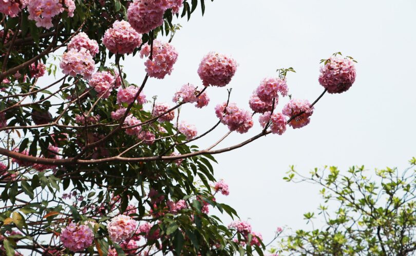 Foto:Specie de Tabebuia