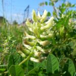 ASTRAGALUS